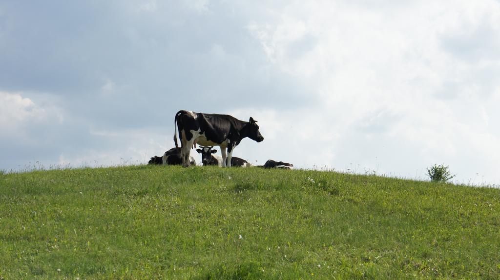 Jora Siedlisko Pension Jora Wielka Buitenkant foto